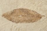 Fossil Cedrelospermum nervosum & Laurel Leaves - Green River Formation #16758-2